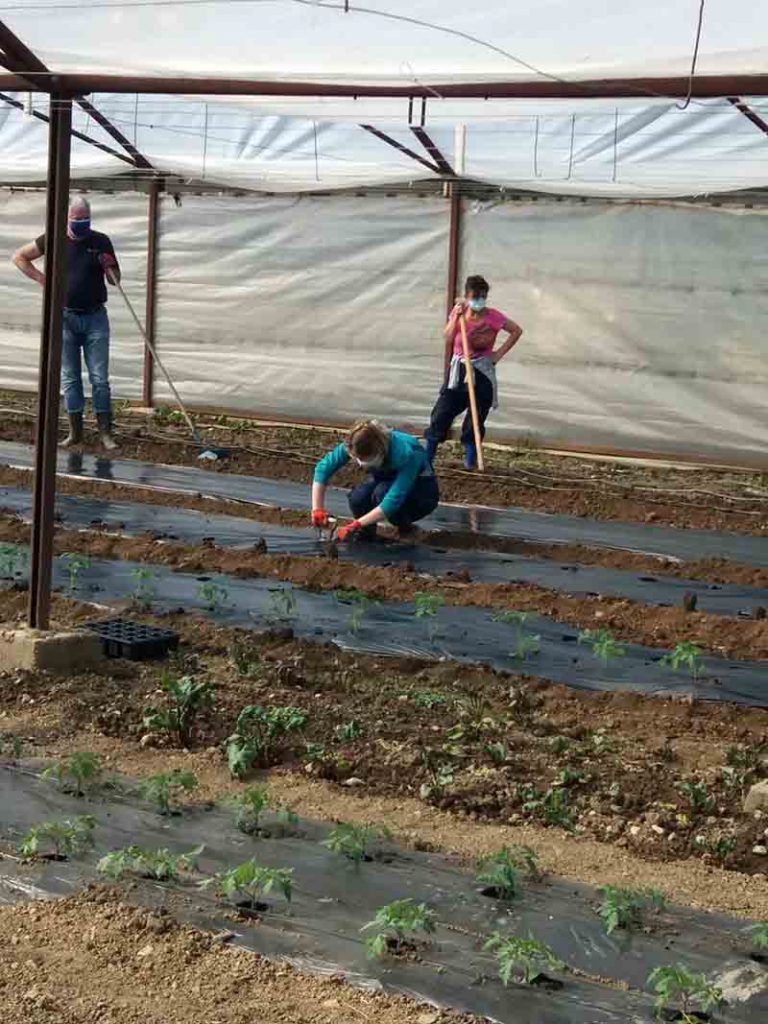 ogledna bašta 2 768x1024