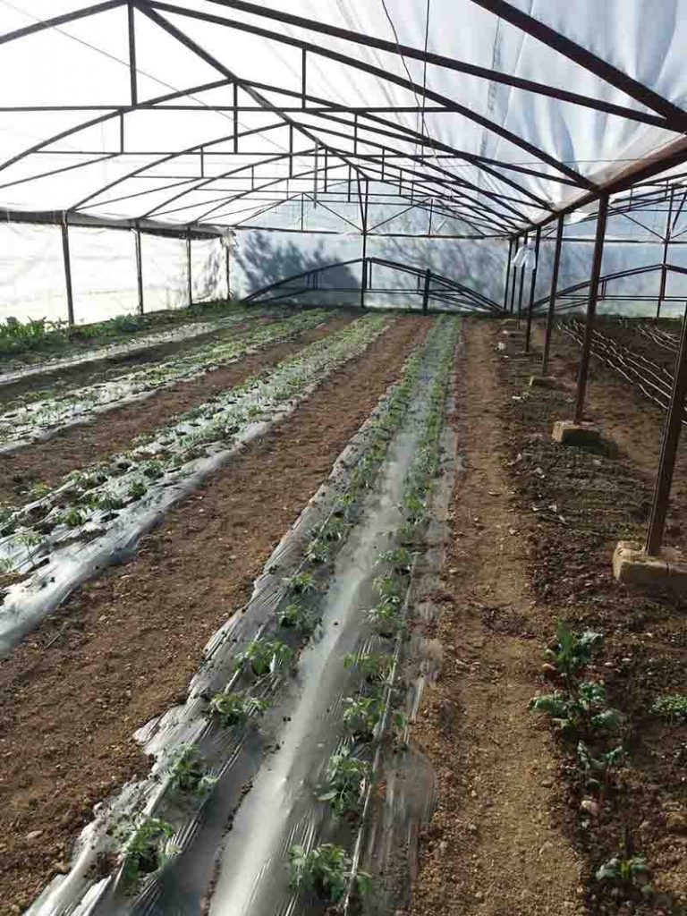 ogledna bašta 3 768x1024